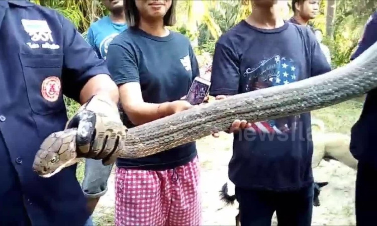 Cùng năm, ở Mueang Trang, Thái Lan, người ta đã bắt dược con rắn hổ mang chúa dài tới 6m, nặng 20kg, được đánh giá là con rắn độc khổng lồ lớn nhất trong 10 năm qua ở địa phương.