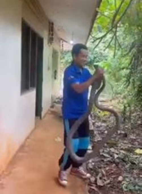 Nhìn kỹ hơn, nhân viên này phát hiện đó là một con rắn hổ mang chúa đang ăn thịt con mồi. Quá sợ hãi, nhân viên lập tức gọi điện thoại cho chuyên gia bắt rắn cầu cứu.