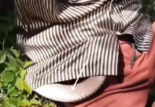 Các đồng nghiệp kiên nhẫn an ủi người làm vườn và nói: "Hãy giữ im lặng, đừng cử động!". Trước đó, khi con rắn hổ mang chúa nhanh chóng lẩn vào trong áo sơ mi, người làm vườn hoảng sợ phát ra tiếng kêu, đồng nghiệp vội vã chặn lại và nói: "Đừng kêu, nó có thể cắn người!"