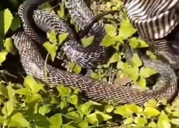 Đến tận lúc này, người làm vườn và đồng nghiệp mới thở phào nhẹ nhõm vì thoát khỏi nguy hiểm.