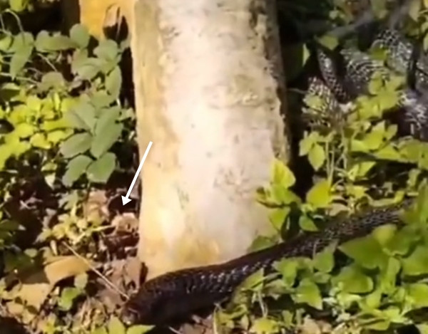 Sau khi những hình ảnh này được lan truyền trên mạng xã hội, rất nhanh đã thu hút sự quan tâm chú ý của mọi người. Ai cũng mừng cho người làm vườn vì quả thực anh đã quay trở lại từ cõi chết.