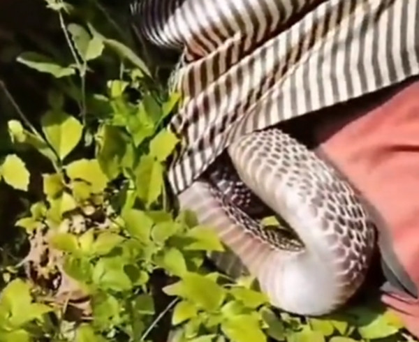 Một trong những đồng nghiệp đã giúp mở nút áo để con rắn tìm đường thoát ra, nhưng con rắn vẫn cảnh giác và phát ra tiếng xì xì cực kỳ nguy hiểm, từ chối bất kỳ sự tiếp cận nào.