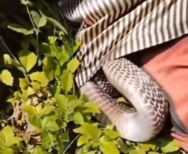 Một trong những đồng nghiệp đã giúp mở nút áo để con rắn tìm đường thoát ra, nhưng con rắn vẫn cảnh giác và phát ra tiếng xì xì cực kỳ nguy hiểm, từ chối bất kỳ sự tiếp cận nào.