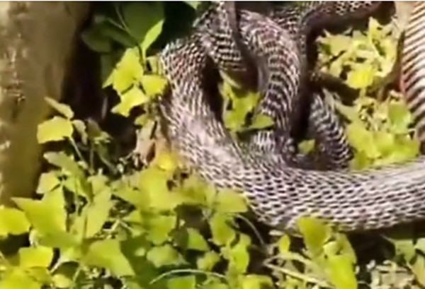 May mắn thay, sau thời gian đấu trí, con rắn hổ mang chúa đã trượt ra khỏi áo sơ mi của người làm vườn và rơi xuống bụi cây bên cạnh, sau đó nhanh chóng bò đi khỏi hiện trường.