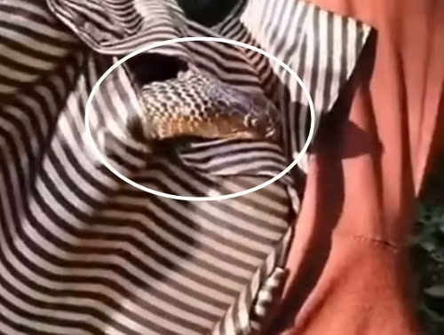 Khi người làm vườn tỉnh lại, anh cực kỳ hoảng sợ nhận ra có một vật thể lạnh lẽo đang chuyển động trong áo sơ mi gần vùng bụng của mình.