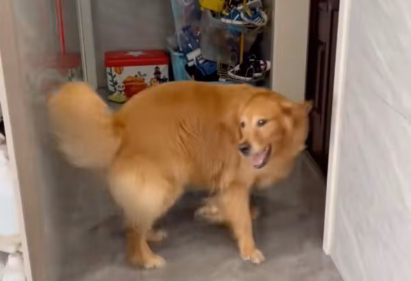 Cách đây vài ngày, một người chủ ở tỉnh Sơn Đông, Trung Quốc, chia sẻ câu chuyện cảm động về chú chó tha mồi vàng (Golden Retriever) tên Đại Đường của mình.