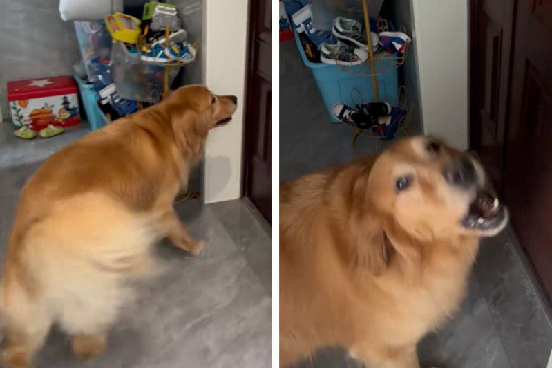 Cảm thấy hành vi của Đại Đường rất lạ lùng, thể hiện sự hốt hoảng và sợ hãi nhưng khi kiểm tra camera trước nhà, họ không thấy ai hoặc bất kỳ hoạt động nào. Không có dấu vết của người lạ gần nhà.