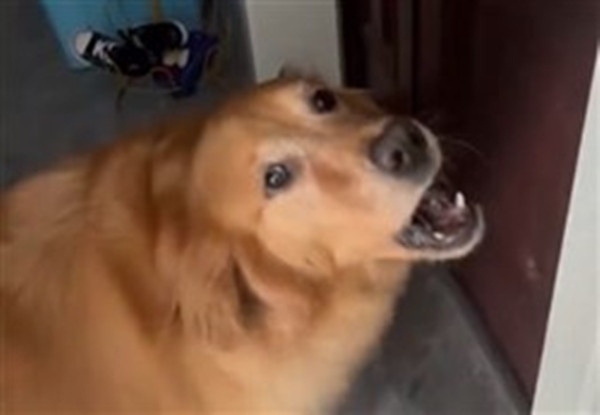 Nào ngờ, khi mở cửa, chủ nhân bất ngờ cảm nhận mùi cháy khét đặc trưng, thứ mùi này đã lan tỏa khắp hành lang. Rất nhanh, người chủ gọi điện nhờ cảnh sát hỗ trợ và báo cho cơ quan chức năng, sau đó nhanh chóng dẫn theo trẻ con và chó cưng chạy xuống dưới.