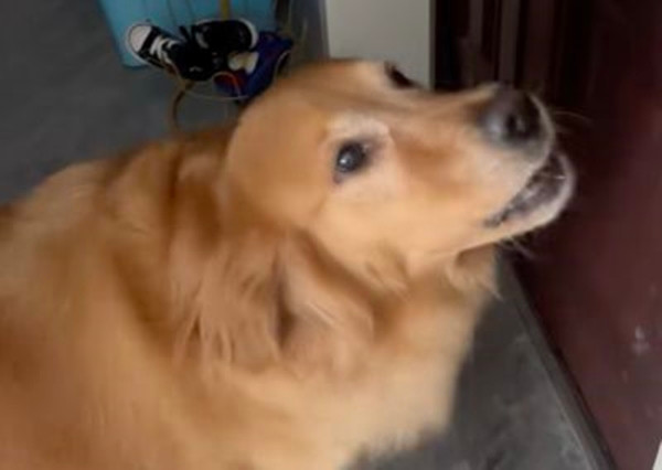 Tuy nhiên, thấy chủ mãi không mở cửa, Đại Đường vẫn sủa liên tục. Lo lắng về việc gây ồn ào cho hàng xóm, người chủ quyết định mở cửa để kiểm tra tình hình.