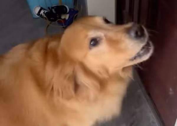 Tuy nhiên, thấy chủ mãi không mở cửa, Đại Đường vẫn sủa liên tục. Lo lắng về việc gây ồn ào cho hàng xóm, người chủ quyết định mở cửa để kiểm tra tình hình.