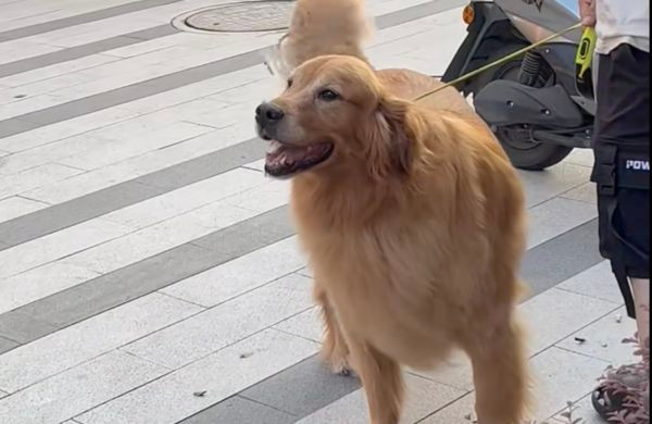 Khi thấy người chủ đến gần, Đại Đường hành động cuống cuồng như muốn được ra ngoài ngay.