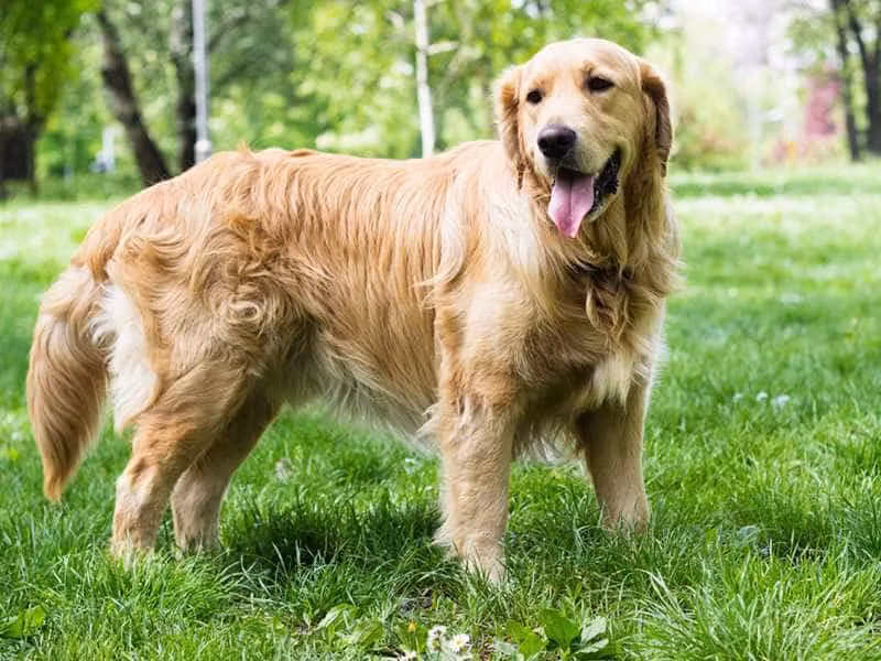 Sau khi tất cả mọi người đã thoát khỏi hiểm họa, Đại Đường dưới tầng dưới trông rất vui vẻ, giống như biết rằng nó vừa làm một việc rất tốt, rất đáng tự hào.