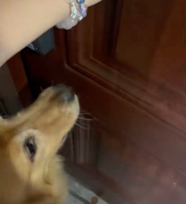 Vào ngày xảy ra sự việc, đang nằm trong nhà thì chú chó cưng Đại Đường liên tục đi vòng quanh một chỗ và sủa không ngừng về phía cửa nhà, như là đang cố gắng thu hút sự chú ý của người chủ để mở cửa. Hành vi bất thường này khiến người chủ chú ý đến.