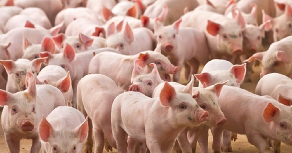 BAF du chi 3.000 ty xay dung 15 trang trai nuoi heo muc dich gi?