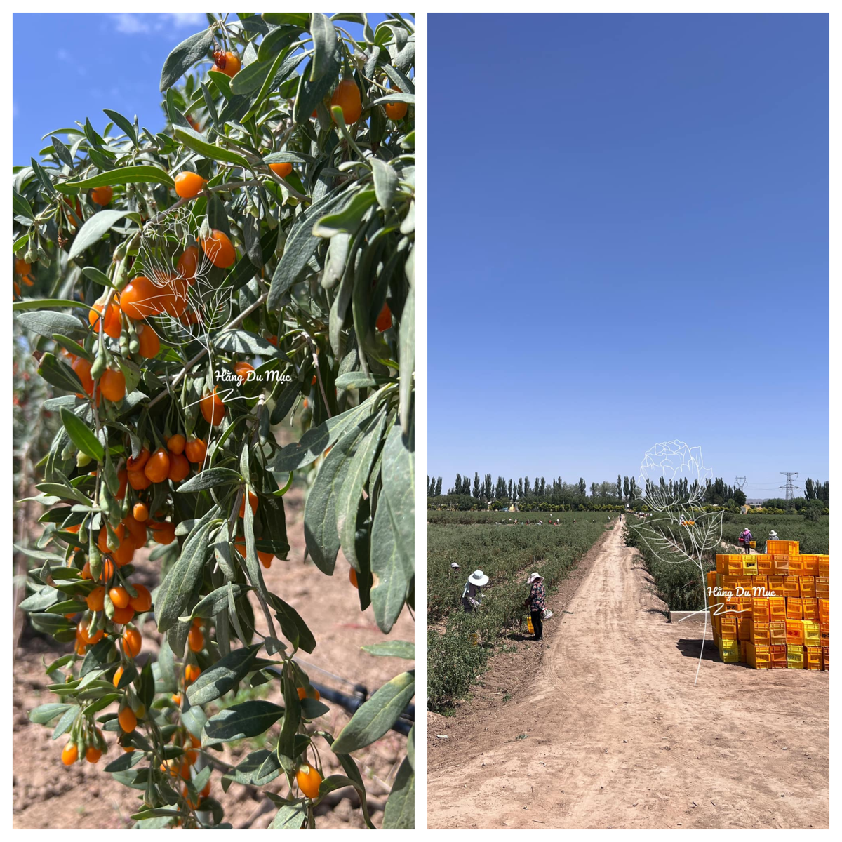 Tân Cương là nơi mà Thái Hằng dành nhiều tình cảm, có biết bao kỷ niệm vui lẫn khó quên ở đây. Bên cạnh du lịch, nơi này cũng tập trung nhiều vùng sản xuất nông sản của Trung Quốc phục vụ cho màn việc kinh doanh của cô nàng .