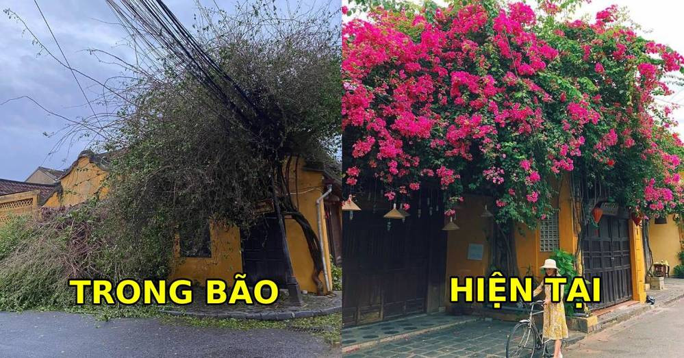 Sau nhiều tháng trời, những ai yêu mến phố cổ Hội An có lẽ sẽ vui hơn khi nghe tin giờ đây, những giàn hoa giấy đã "hồi sinh" rực rỡ sau cơn bão số 9. Ảnh: Facebook