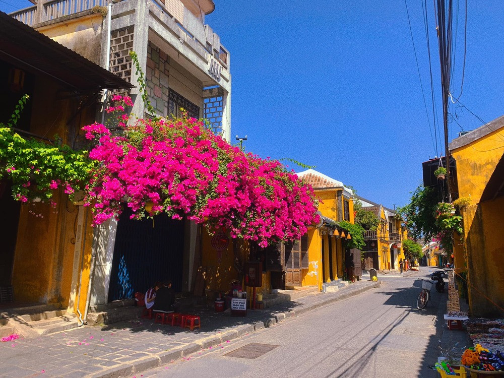 Góc hoa giấy to và đẹp nhất phố Hội đã bắt đầu đua nhau nở rộ, vươn mình mạnh mẽ chỉ sau khoảng 4 tháng gãy đổ. Ảnh: Bùi Huy Khang