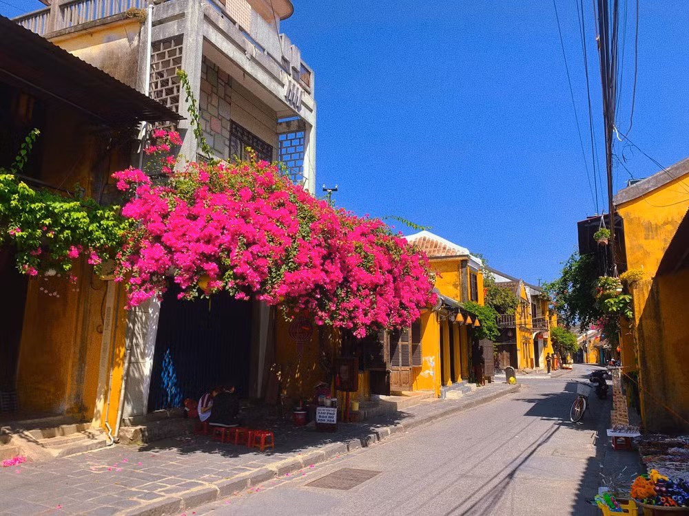 Góc hoa giấy to và đẹp nhất phố Hội đã bắt đầu đua nhau nở rộ, vươn mình mạnh mẽ chỉ sau khoảng 4 tháng gãy đổ. Ảnh: Bùi Huy Khang