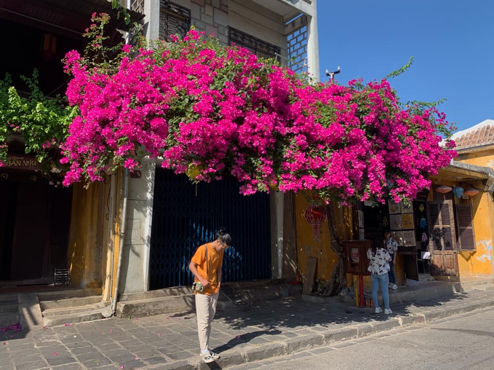 Khung cảnh trông thật tình và lãng mạn vô cùng nhờ sắc đỏ của giàn hoa giấy. Ảnh: Bùi Huy Khang
