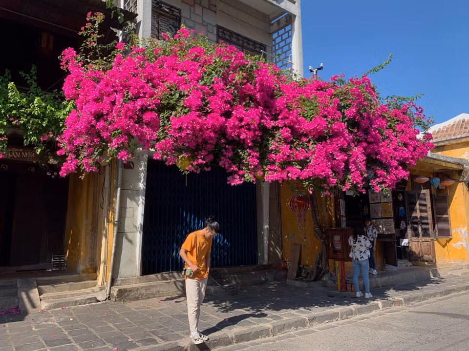 Khung cảnh trông thật tình và lãng mạn vô cùng nhờ sắc đỏ của giàn hoa giấy. Ảnh: Bùi Huy Khang