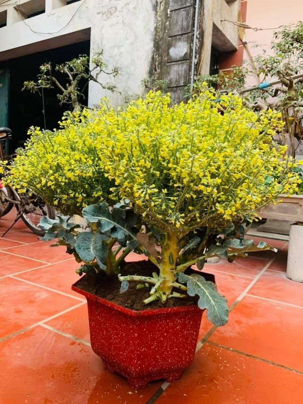 Màu hoa vàng rực rỡ, khi lên chậu cũng rất ra gì và này nọ. Ảnh: Văn Lan