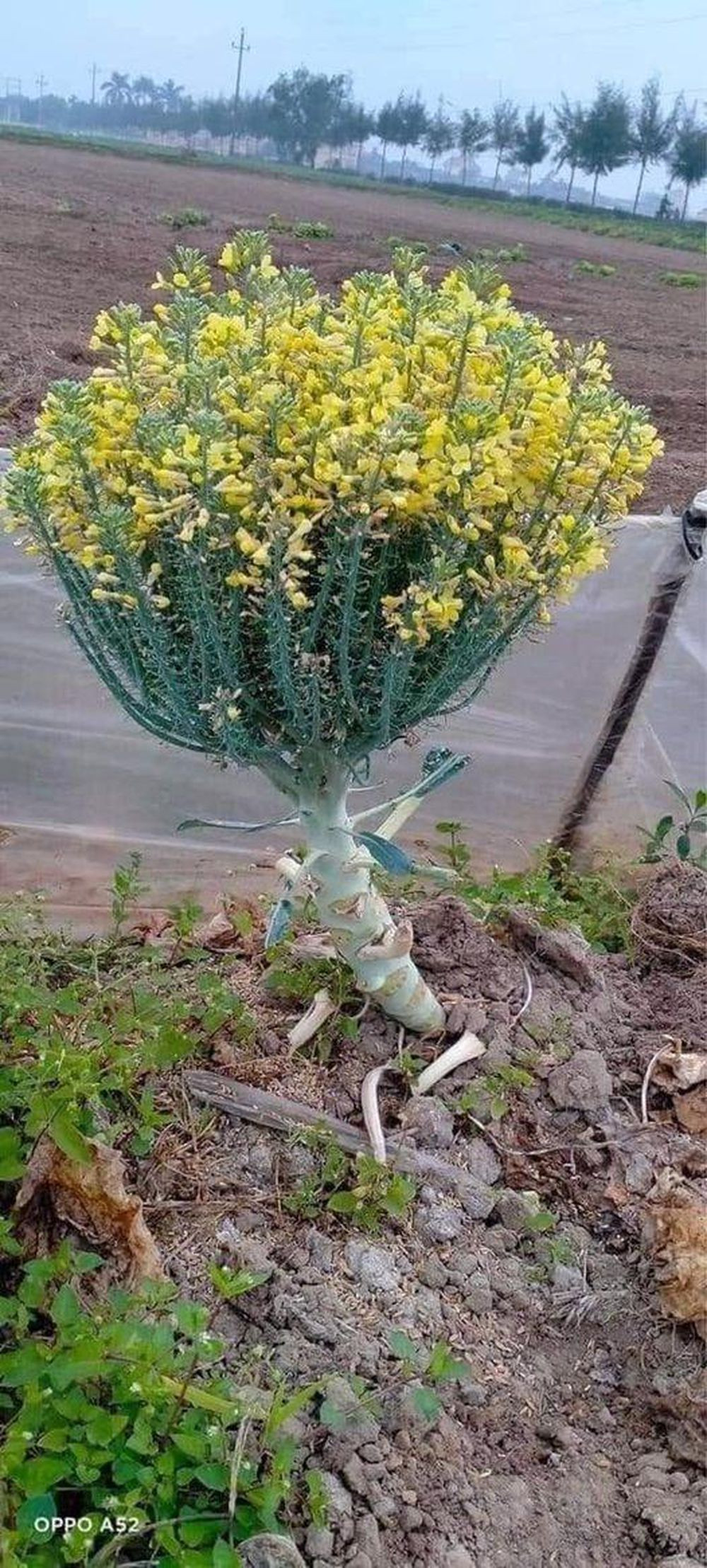 Cây súp lơ hay còn được gọi là bông cải xanh, bông cải trắng vốn dĩ là loại thực phẩm quen thuộc, phần dùng chế biến thực phẩm chính là nụ hoa. Ảnh: Thùy Dương