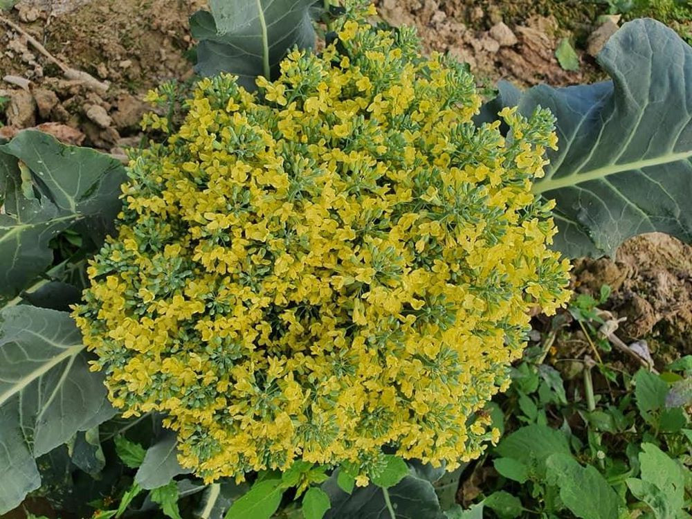 Khi súp lơ nở hoa sẽ giống như hoa cải nhưng thành chùm "siêu to khổng lồ" rất đẹp mắt. Ảnh: Kim Ngân