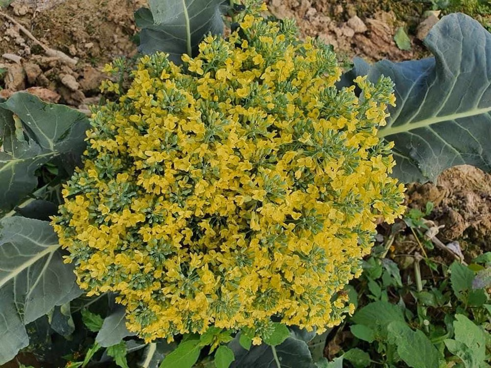 Khi súp lơ nở hoa sẽ giống như hoa cải nhưng thành chùm "siêu to khổng lồ" rất đẹp mắt. Ảnh: Kim Ngân