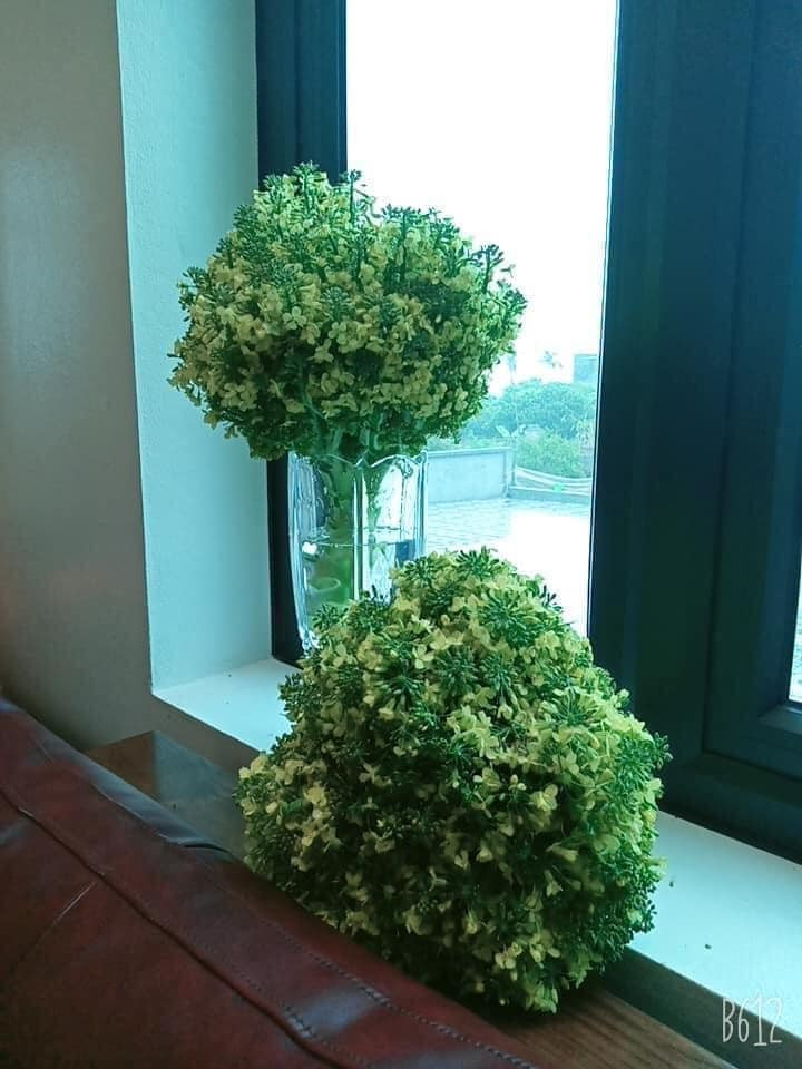 Những bông hoa li ti màu trắng vàng đẹp mắt của cây súp lơ cũng không kém cạnh gì những bó hoa cúc, hoa hồng được trưng diện trong nhà. Ảnh: Tổng hợp