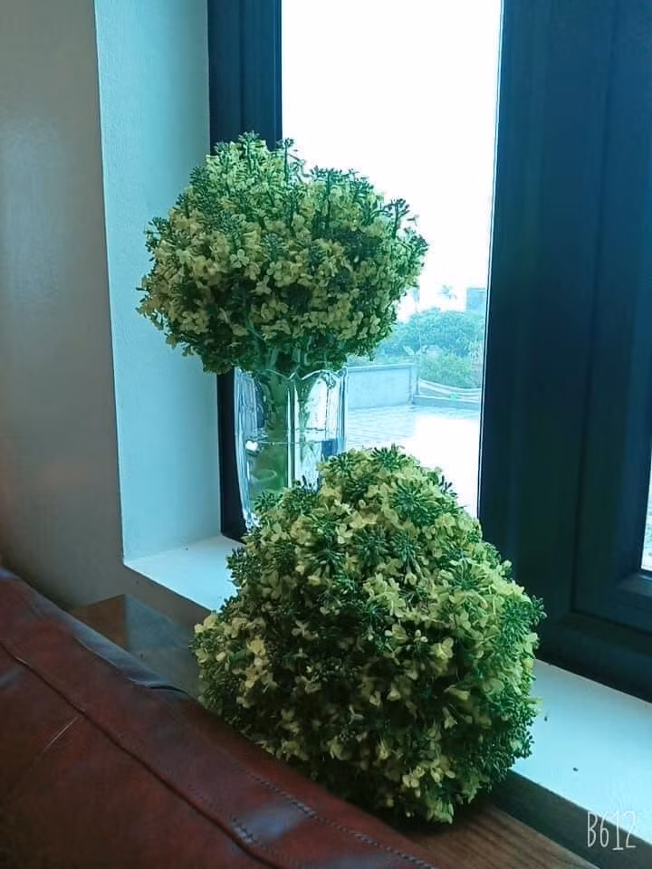 Những bông hoa li ti màu trắng vàng đẹp mắt của cây súp lơ cũng không kém cạnh gì những bó hoa cúc, hoa hồng được trưng diện trong nhà. Ảnh: Tổng hợp