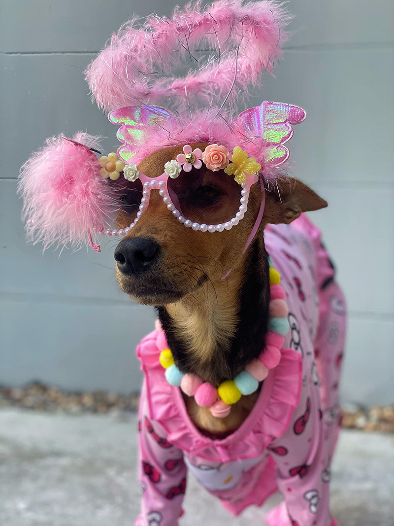 Chú chó hoang ngày nào còn nhận được nhiều lời khen bởi rất biết "diễn sâu" trước máy quay với những nét biểu cảm đa dạng. Ảnh: Tổng hợp