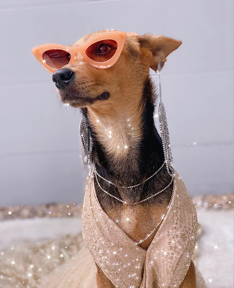 Vốn là một chú chó lang thang, cuộc sống tốt đẹp hiện tại của Moota khiến nhiều người cảm thấy ngỡ ngàng.