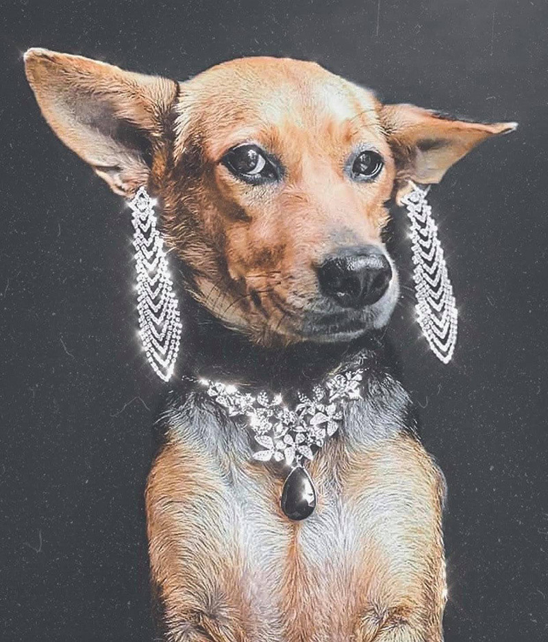 Từ chó hoang, hiện tại Moota không khác gì một chú chó quý tộc. Nó được chủ nhân đầu tư cho trang phục lộng lẫy, phụ kiện đầy mình, cả hai cùng chụp những bức ảnh không khác gì fashionista đăng trên mạng xã hội, thu về rất nhiều lượt yêu thích của cư dân mạng.