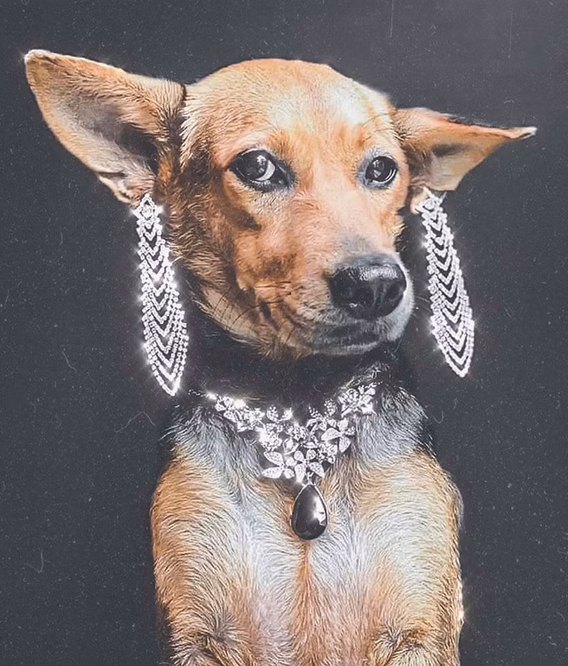 Từ chó hoang, hiện tại Moota không khác gì một chú chó quý tộc. Nó được chủ nhân đầu tư cho trang phục lộng lẫy, phụ kiện đầy mình, cả hai cùng chụp những bức ảnh không khác gì fashionista đăng trên mạng xã hội, thu về rất nhiều lượt yêu thích của cư dân mạng.