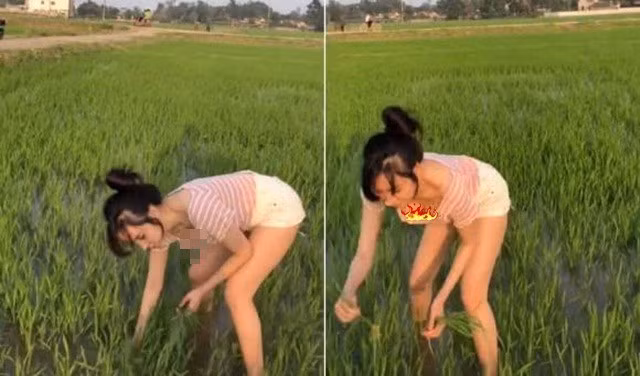 Rất nhiều bình luận bày tỏ ngán ngẩm với cách ăn mặc hớ hênh này của người đẹp xứ Nghệ.