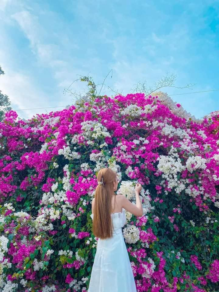 Con đường hoa giấy đã nhanh chóng thu hút nhiều bạn trẻ đến đây check-in. Ảnh: Địa điểm Long An