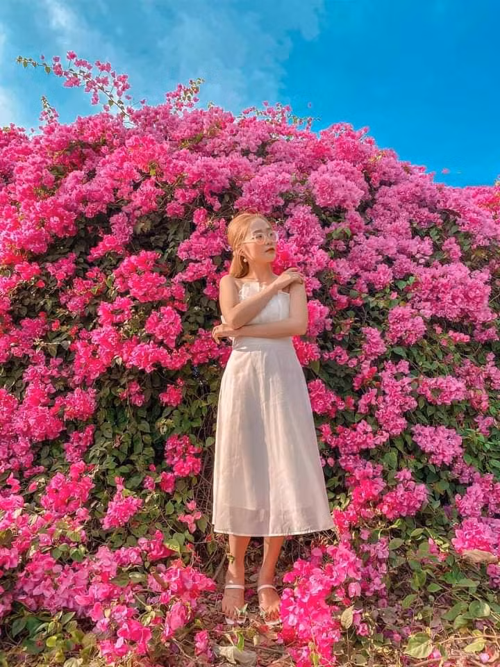 Chỉ sau ít giờ đăng tải, những bức ảnh về giàn hoa giấy Long An nhanh chóng được chia sẻ rộng rãi và nhiều người tới đây check-in. Ảnh: Địa điểm Long An