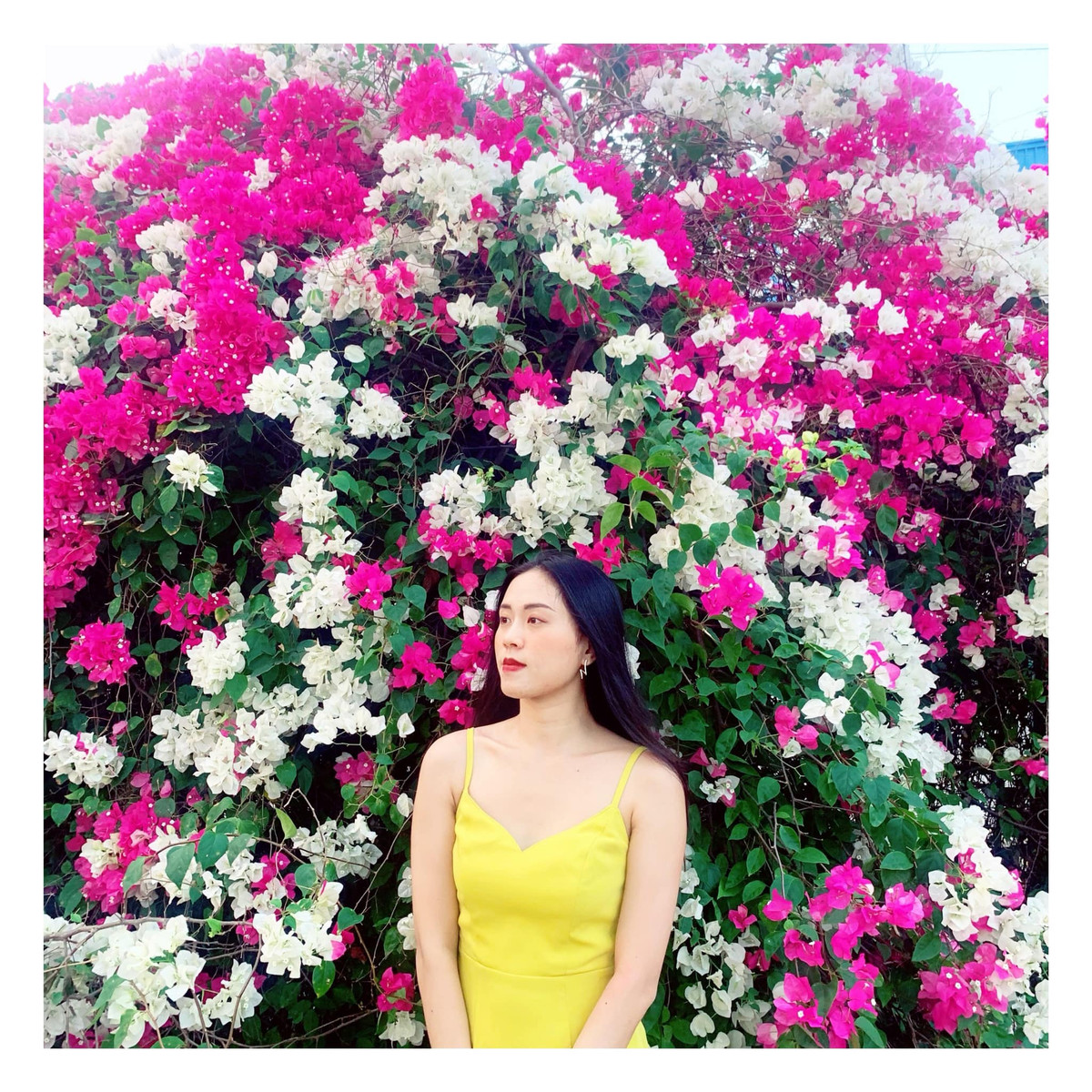 Nếu muốn có được những bức hình ưng ý nhất, du khách nên đi vào lúc sáng sớm hoặc đầu giờ chiều. Khi đó, những ánh nắng dần hiện lên, điểm qua giàn hoa giấy tạo nên một khung cảnh nên thơ, đa màu sắc. Ảnh: Phương Thanh