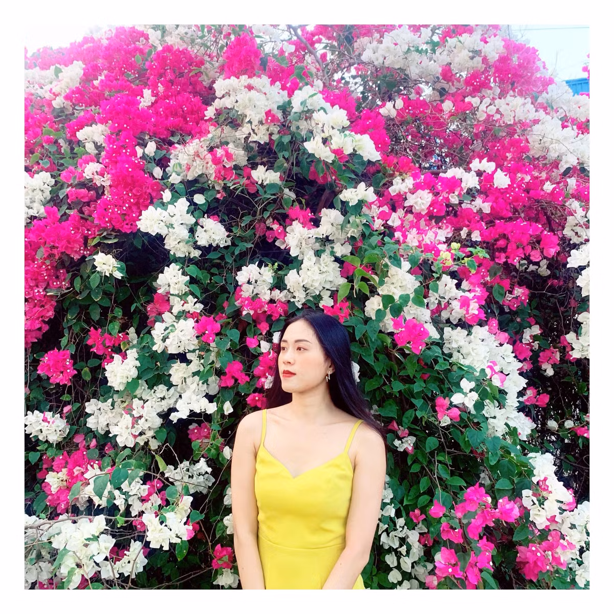 Nếu muốn có được những bức hình ưng ý nhất, du khách nên đi vào lúc sáng sớm hoặc đầu giờ chiều. Khi đó, những ánh nắng dần hiện lên, điểm qua giàn hoa giấy tạo nên một khung cảnh nên thơ, đa màu sắc. Ảnh: Phương Thanh