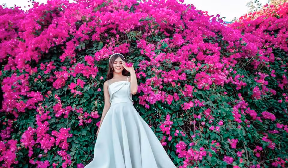 Với vẻ đẹp rực rỡ như vườn cổ tích, giàn hoa giấy Long An đang là địa điểm check - in lý tưởng thu hút nhiều bạn trẻ đến "sống ảo". Ảnh: Nguyễn Thị Cẩm Tiên