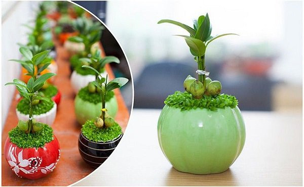 Cay tai loc con duoc goi la cay “Than Tai”, dat o dau loc chay ve cho do