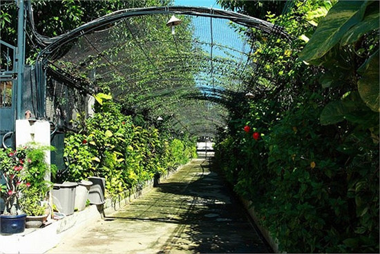 Lối vào căn biệt thự xanh mát được chăm chút giống như lối đi ở các công viên.