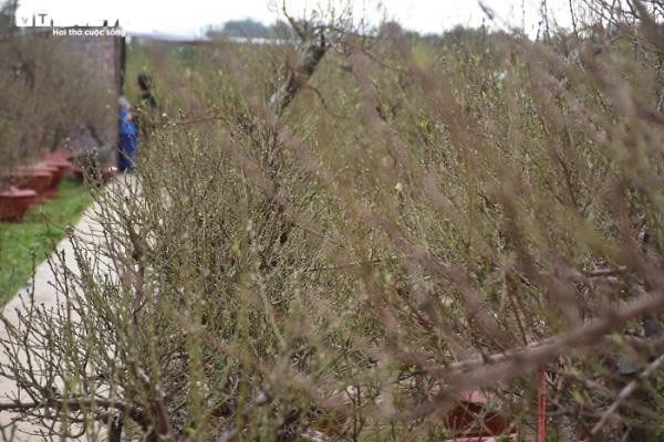 Làng đào Đồng Dụ (xã Đặng Cương, An Dương, TP Hải Phòng) là làng đào lớn của TP. Hải Phòng, được người dân trong và ngoài thành phố ưa chuộng tìm mua và thuê về chơi Tết Nguyên đán. Ảnh: VTC.