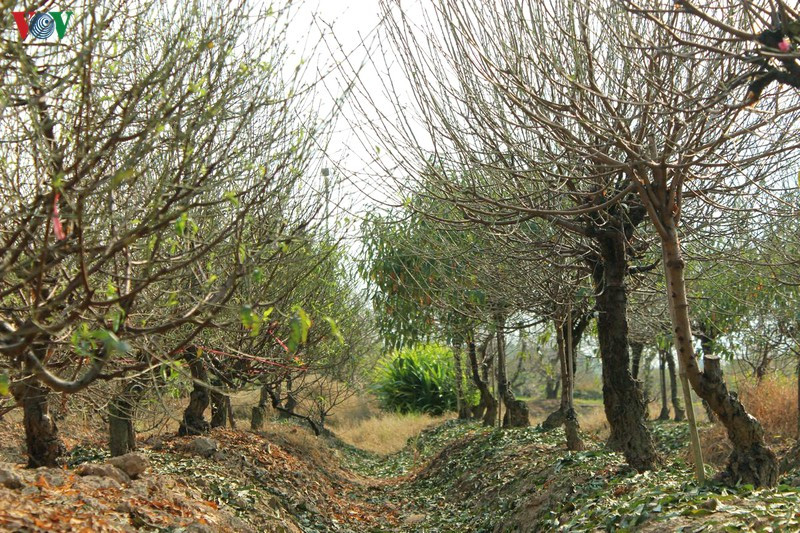 Những ngày cuối năm, người dân làng đào Đình Bảng (thị xã Từ Sơn, Bắc Ninh) tất bật cho vụ hoa lớn nhất năm. Ảnh: VOV.