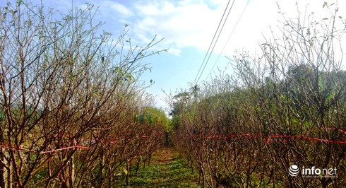 Xã Kim Thành, huyện Yên Thành được xem là xứ đào phai lớn của tỉnh Nghệ An. Ảnh: Infonet.