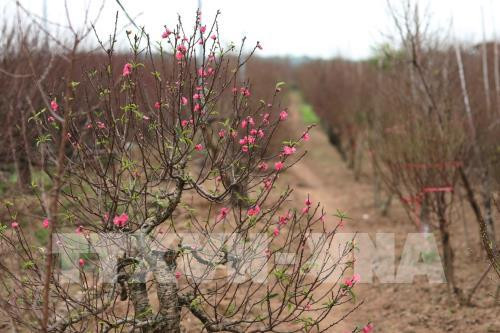 Những ngày giáp Tết, làng hoa Nhật Tân nhộn nhịp hơn bao giờ hết. Người chơi hoa đào tìm về chọn hoa, giới trẻ nô nức đổ về chụp ảnh Tết. Ảnh: TTXVN.