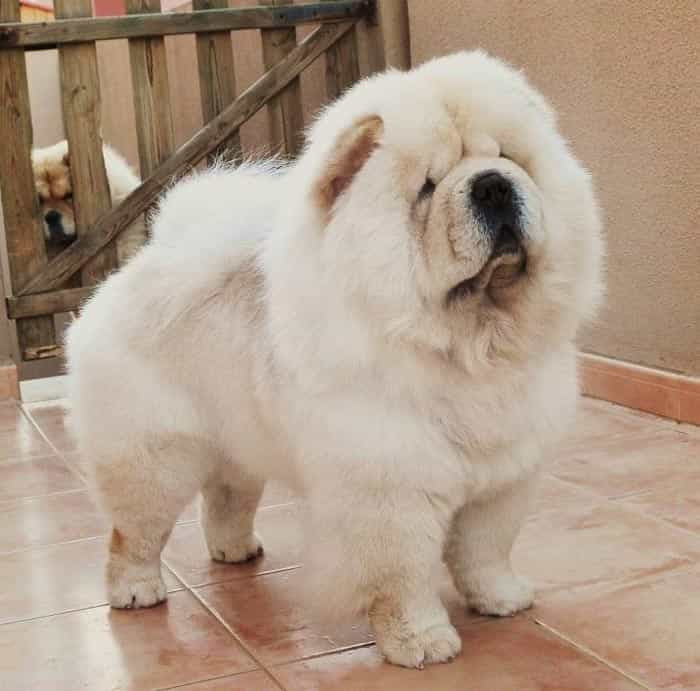 Chó Chow Chow có nguồn gốc từ vùng đất phía bắc của Trung Quốc, xuất hiện cách đây ít nhất từ 3500 đến 5000 năm trước và là một trong những giống chó cổ xưa nhất trên thế giới.