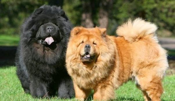 Chow Chow con nhập từ Thái Lan có giá dao động từ 15 - 20 triệu trong khi Chow Chow con nhập từ Trung Quốc có giá dao động từ 25 - 30 triệu đồng.