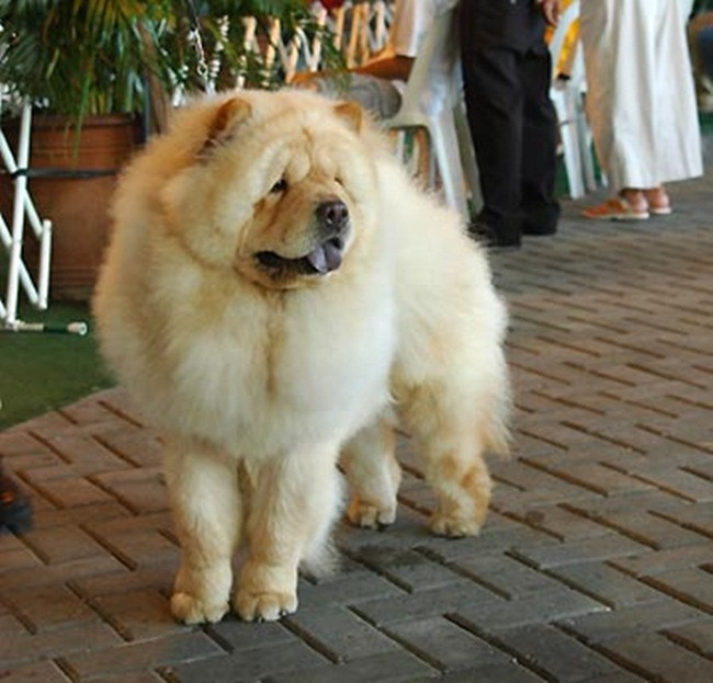 Tuy nhiên, giống cho này khá lành, không hung dữ với người lạ, không hung dữ với những con chó khác.