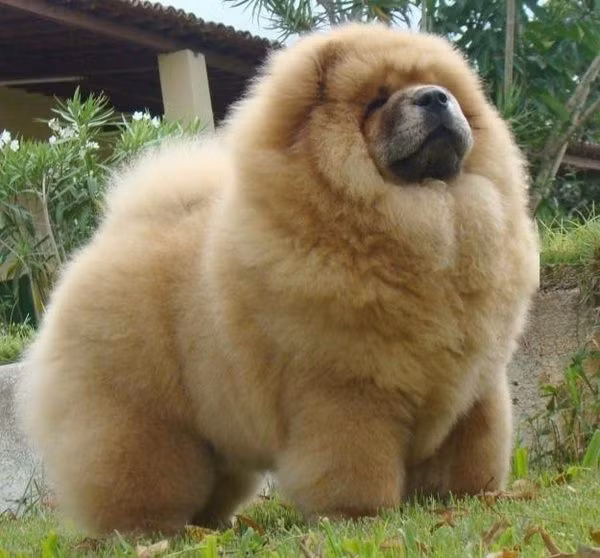 Chó sư tử xù có màu lông phổ biến là vàng đậm, nâu, đỏ và cam.